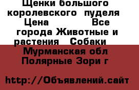 Щенки большого (королевского) пуделя › Цена ­ 25 000 - Все города Животные и растения » Собаки   . Мурманская обл.,Полярные Зори г.